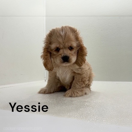 puppy, for, sale, Cocker Spaniel, Joe & Cherri  Overlease, dog, breeder, Miller, MO, dog-breeder, puppy-for-sale, forsale, nearby, find, puppyfind, locator, puppylocator, aca